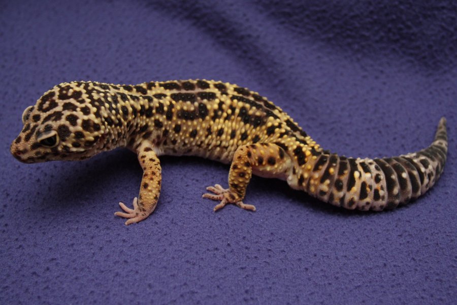 habistat leopard gecko bedding