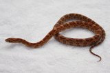 Corn snake