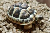 Hatchling Hermann's tortoise