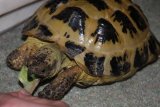 Juvenile Horsfield's tortoise