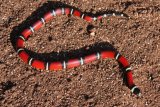 Nelson's milk snake