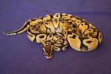 Pastel morph royal python
