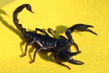 Asian forest scorpion