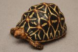 Juvenile Sri Lankan star tortoise