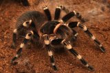 Brazilian whiteknee tarantula