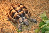 Juvenile Turkish spur-thighed tortoise
