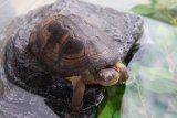 West African mud turtle