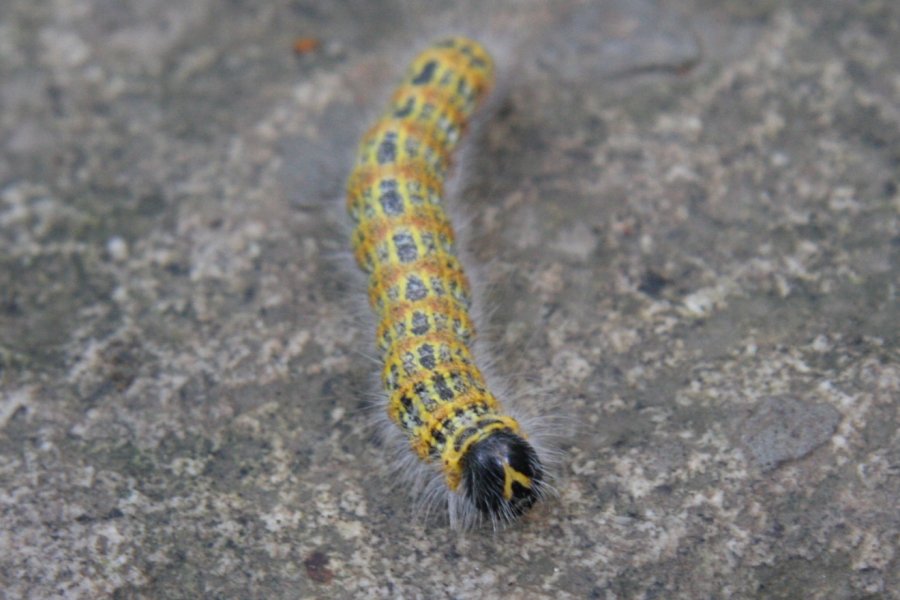 yellow black and white caterpillar. Yellow and lack caterpillar