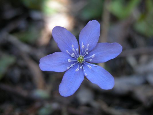 blue flowers pictures. in these lue flowers.