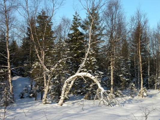 Swinger of Birches. Robert