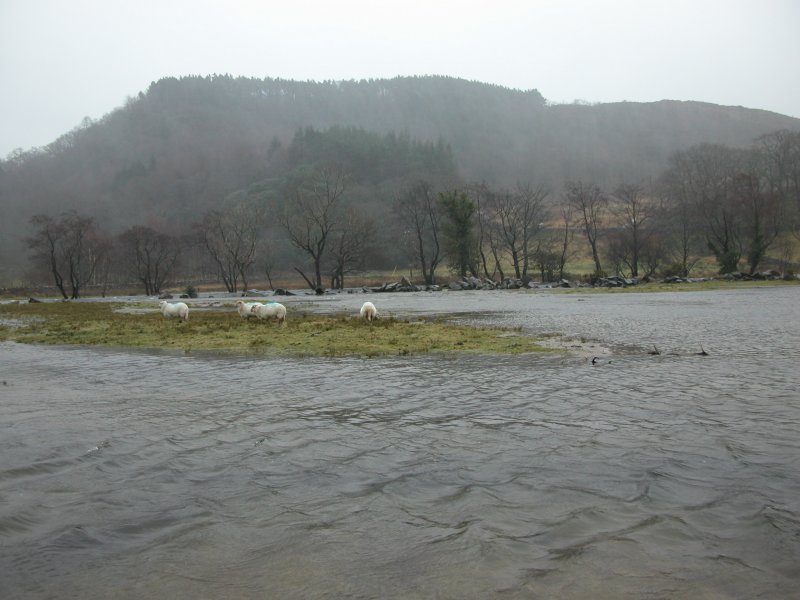 can sheep swim