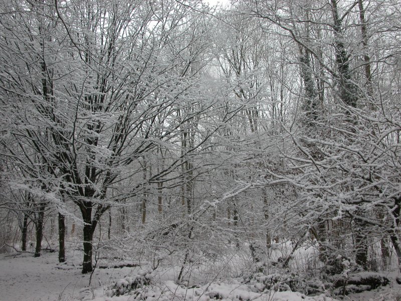 pretty snow trees