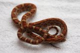 Hatchling developing colours