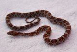 Hatchling developing colours