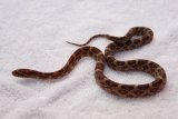 Hatchling developing colours