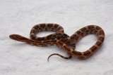 Hatchling developing colours