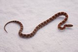 Hatchling developing colours