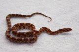 Hatchling developing colours