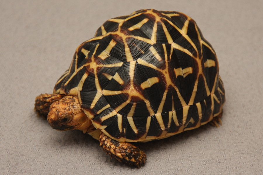 Getting started with your Indian star tortoise
