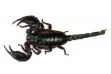 Scorpions: blue = length to vent, green = total length